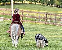 kid-safe-miniature-pony