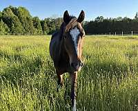 eventing-crossbred-pony