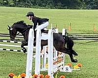 hunter-jumper-crossbred-pony