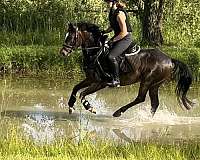 show-jumping-crossbred-pony