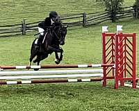 jumping-crossbred-pony