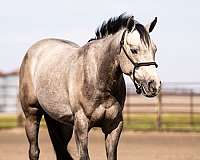 aqha-quarter-horse