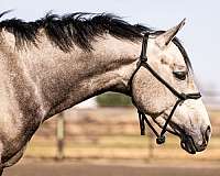 grey-black-points-horse