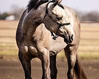 ranch-quarter-horse