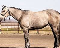 grey-quarter-horse