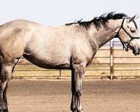 quarter-horse