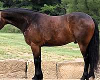 cross-friesian-horse