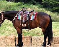 harness-friesian-horse