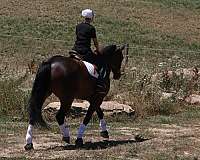 jumping-friesian-horse