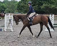 cross-show-gelding