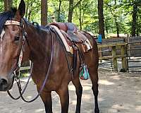 thoroughbred-horse-for-sale