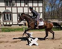 cross-show-gelding