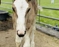 blagdon-horse