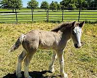 black-blagdon-gypsy-vanner-horse