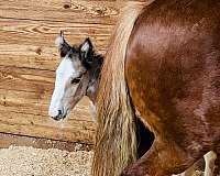 gypsy-vanner-horse