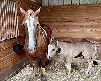 colt-gypsy-vanner-horse