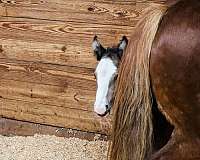 foal-gypsy-vanner-horse