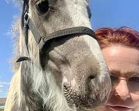 prospect-gypsy-vanner-horse