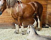 draft-gypsy-vanner-horse