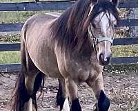 halter-gypsy-vanner-horse