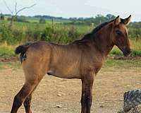 smokey-black-andalusian-horse