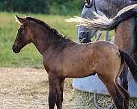 andalusian-pre-filly