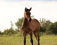 smokey-andalusian-horse