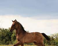 black-filly-andalusian-horse