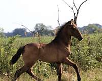 luna-andalusian-horse