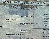 athletic-quarter-horse