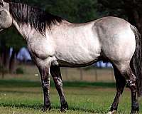 ranch-versatility-quarter-horse