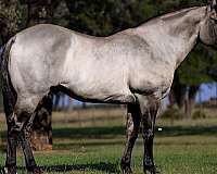 ranch-work-quarter-horse