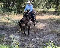 western-riding-quarter-horse