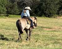 grulla-quarter-horse-gelding