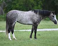 athletic-quarter-horse