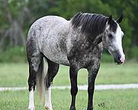 flashy-quarter-horse