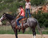 husband-safe-quarter-horse