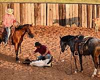 ranch-work-quarter-horse