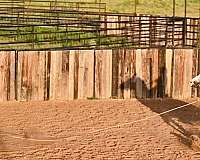 roping-quarter-horse