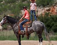 team-penning-quarter-horse