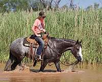 western-riding-quarter-horse