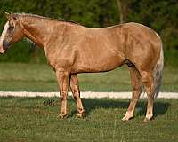 athletic-quarter-horse