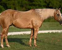 companion-quarter-horse