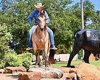 calf-roping-quarter-horse