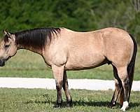 flashy-quarter-horse