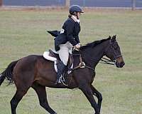 easy-gelding-thoroughbred-horse