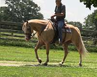 consistent-palomino-horse