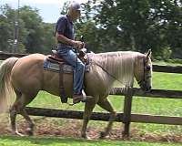 easy-to-handle-palomino-horse