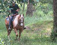 gaits-palomino-horse