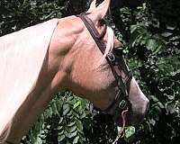 hands-palomino-horse